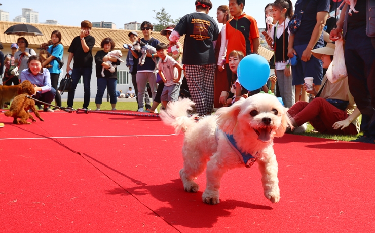 4∼5면-메인-2017년 제5회 부산 동물사랑 문화축제01-부산일보